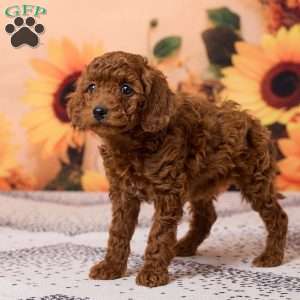 Coco, Miniature Poodle Puppy
